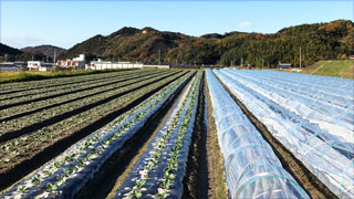 淡路島の木田ファームの畑