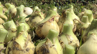 淡路島の木田さん