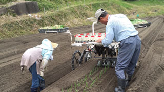 淡路島の木田ファームの玉ねぎ