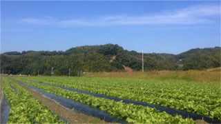 淡路島の木田ファームの畑
