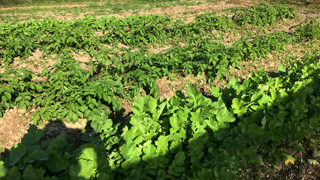 伊川谷ナーノファームの畑