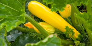 神戸押部谷のズッキーニ