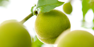 神戸押部谷のくだもの